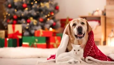 8 presentes de Natal criativos para os animais 