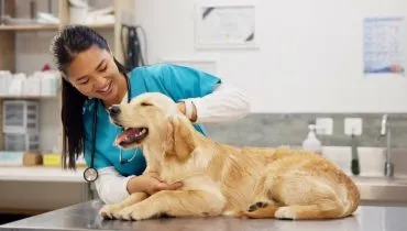 Veja a importância das consultas de rotina para os animais