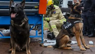 Cães ajudaram a apreender quase 3 toneladas de drogas no Paraná