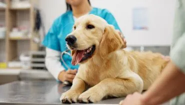 Por que Check-ups regulares são essenciais para seu pet?