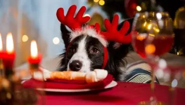 11 comidas de Natal e Ano-Novo tóxicas para cachorros