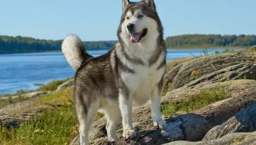 4 características do cachorro da raça malamute do Alasca