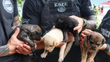 Policiais salvam família canina presa em casa queimada no Litoral