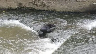 Cães caem no Rio Belém e mobilizam bombeiros em Curitiba; VÍDEO