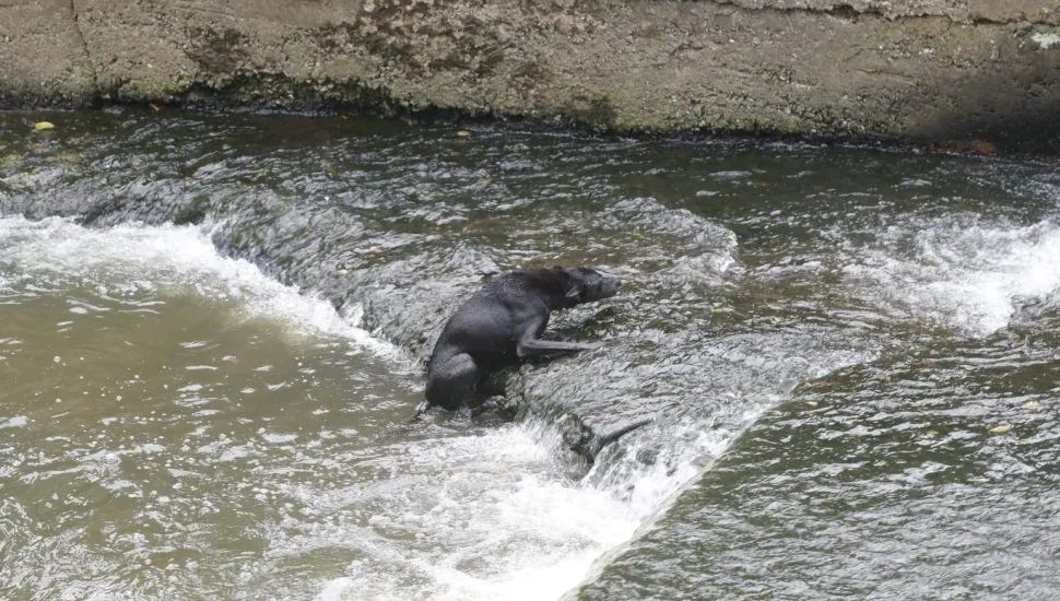 Cães caem em canal do Rio Belém, em Curitiba.