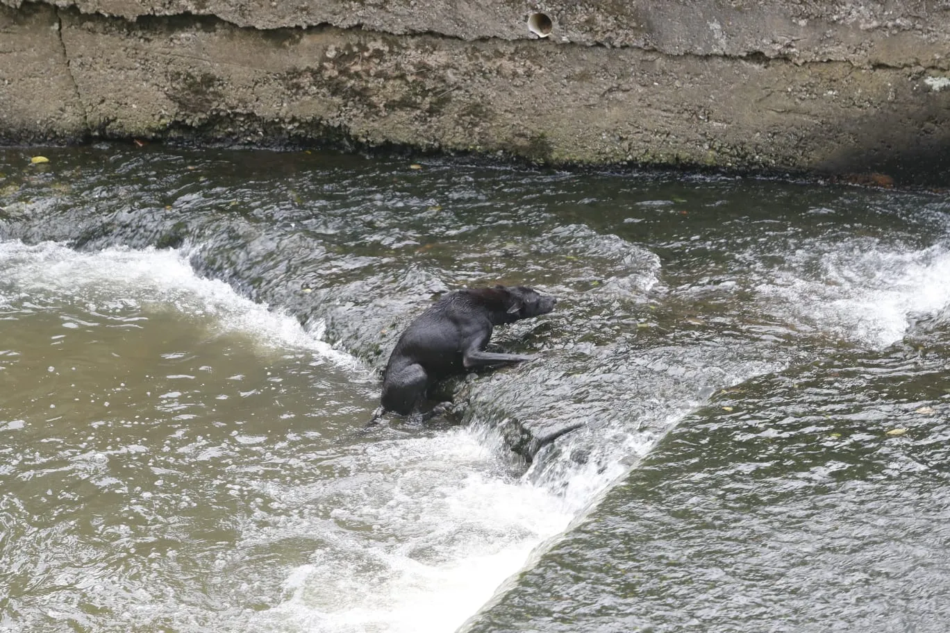 Cães caem em canal do Rio Belém, em Curitiba.