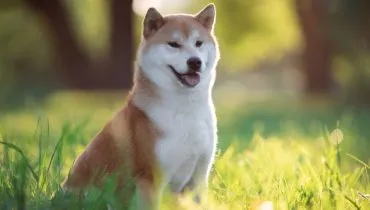 4 características do cachorro da raça shiba