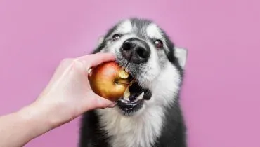 8 sabores que os cachorros mais gostam 