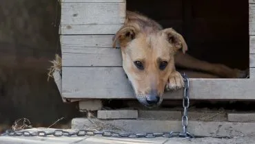 Agressores de animais poderão ser obrigados a pagar por tratamentos em Curitiba