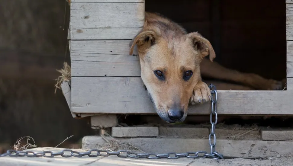 cachorro triste em casinha