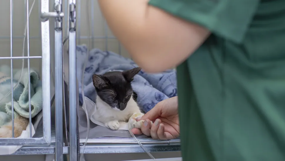 Gato sendo atendido em Hospital Veterinário de Curitiba.