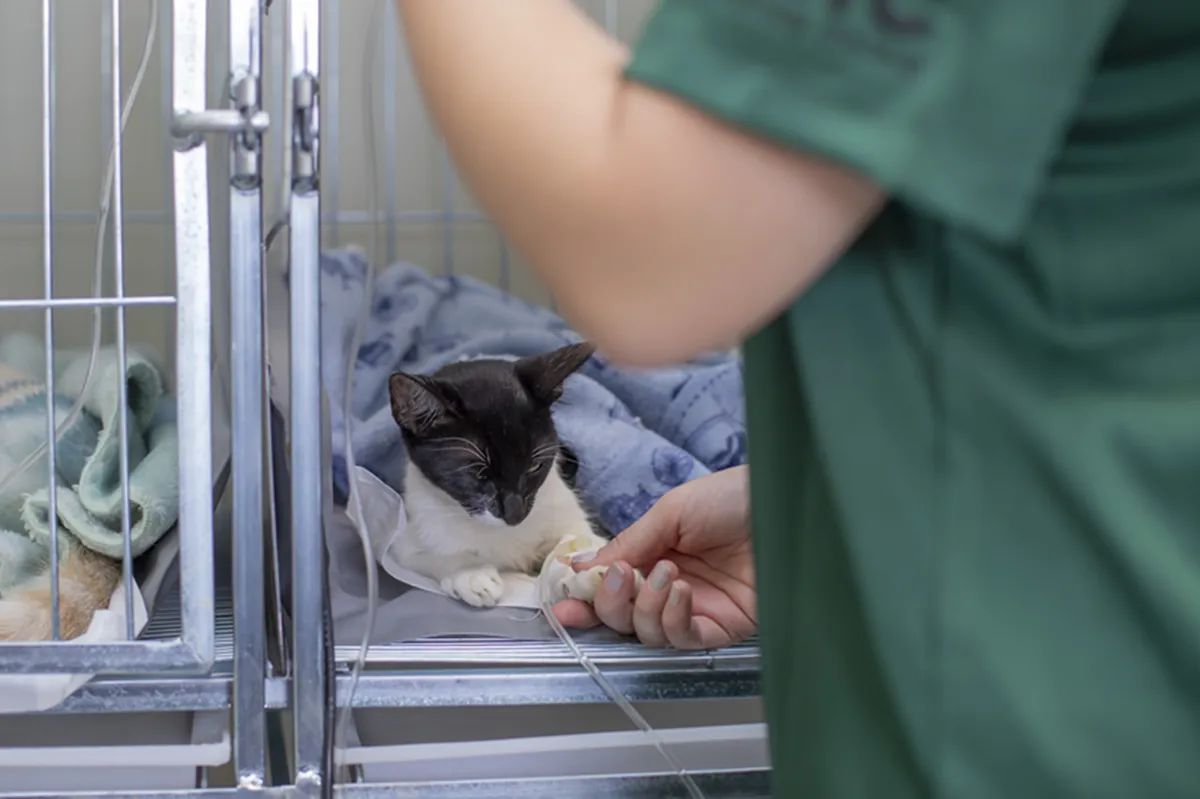 Gato sendo atendido em Hospital Veterinário de Curitiba.