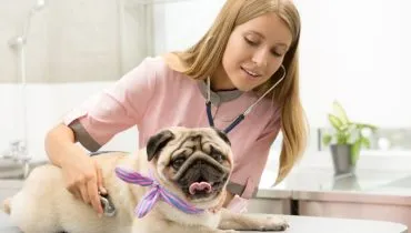 9 benefícios de contratar um plano de saúde para o seu animal 