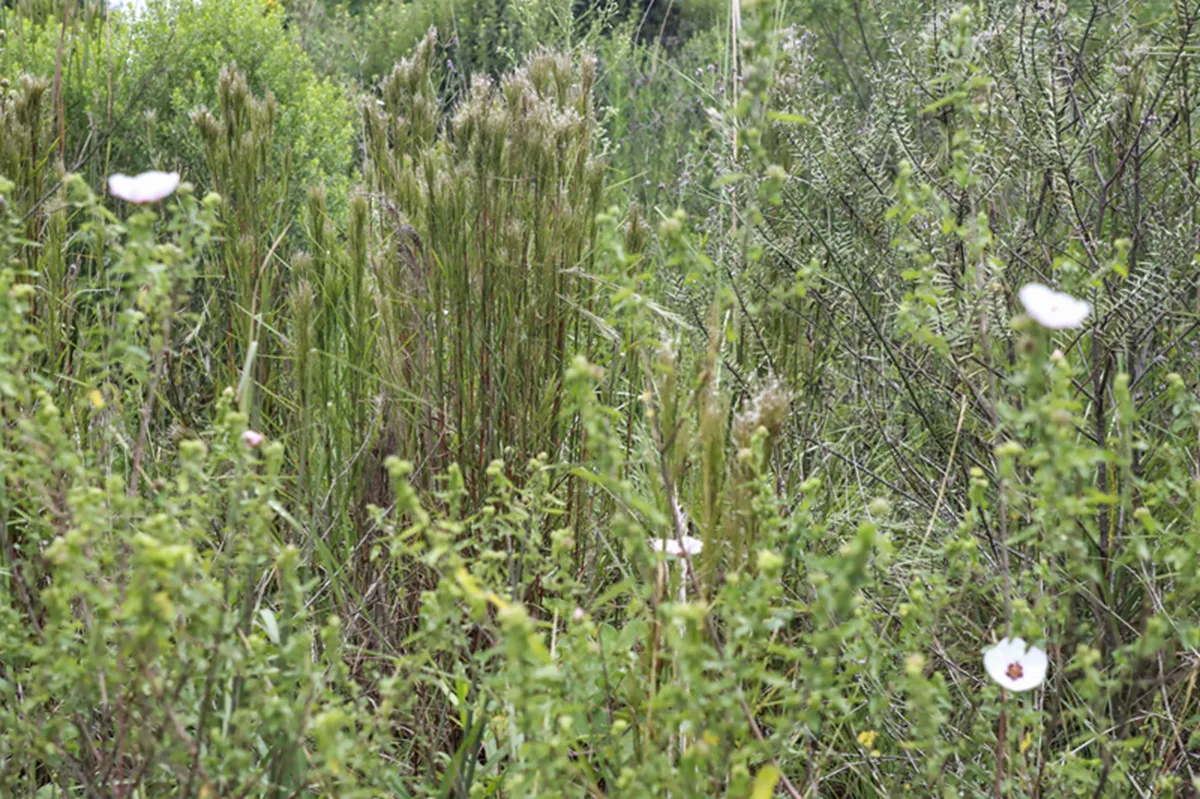 Vegetação rara no Jardim Botânico de Curitiba