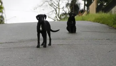 Projeto em Curitiba quer autorizar esterilização, chip e vacinação a animais de rua; Quem paga?