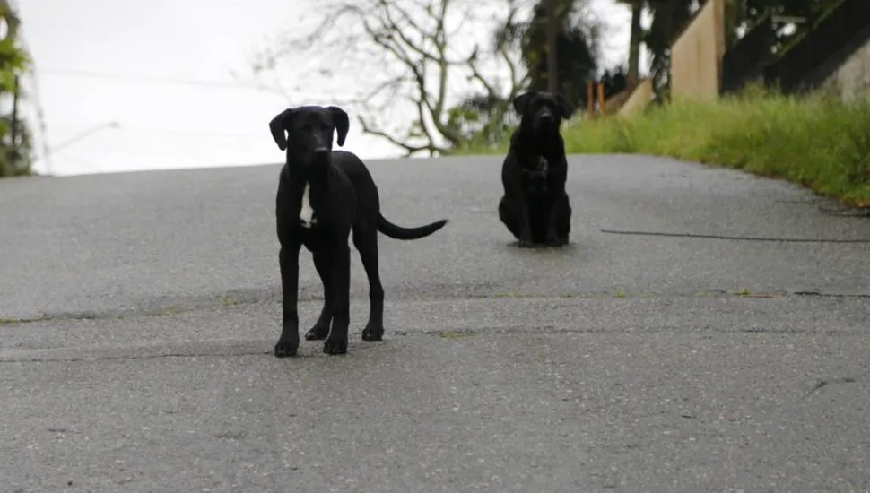 Imagem mostra dois cães de rua em Curitiba.