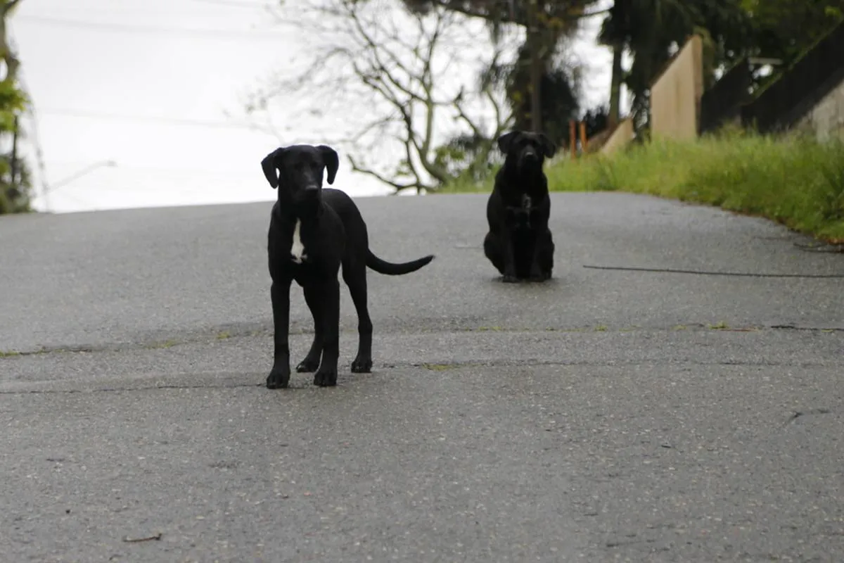 Imagem mostra dois cães de rua em Curitiba.