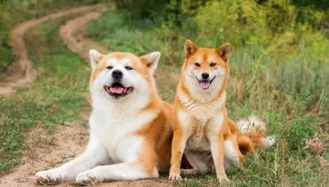 8 diferenças entre as raças akita e shiba inu 