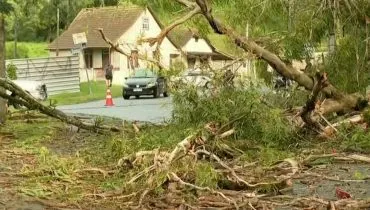 Imagem mostra uma árvore caída em Curitiba