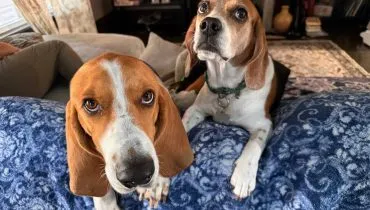 9 diferenças entre as raças beagle e basset hound