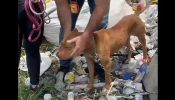 Pitbulls são resgatados em condições deploráveis em Curitiba