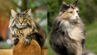 8 diferenças entre as raças maine coon e norueguês da floresta