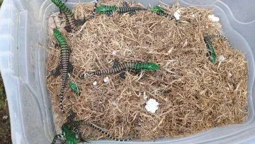 IAT resgata filhotes de lagarto-teiú no Balneário Atami, em Pontal do Paraná