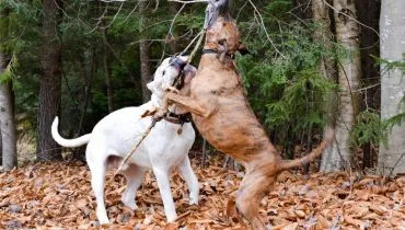 7 diferenças entre as raças dogo argentino e pitbull