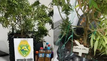 Ilha do Mel escondia plantação de maconha descoberta pela polícia