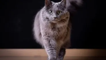 4 características do gato da raça nebelung 