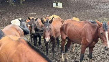 Mais de 40 cavalos em situação deplorável são resgatados na RMC