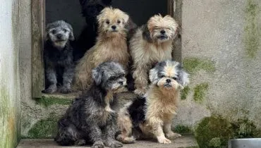 Resgate em massa: 130 cães são encontrados canil precário na RMC