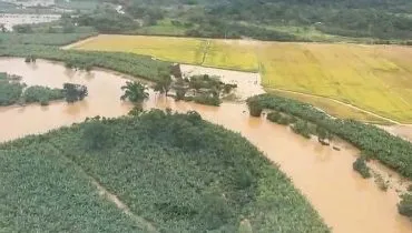 Guaratuba enfrenta crise na produção de bananas após chuvas