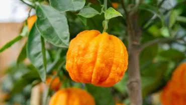 6 benefícios da laranja-amarga para a saúde e como usá-la