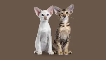 7 diferenças entre as raças siamês e oriental shorthair 