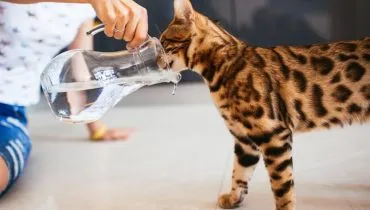 8 cuidados importantes com os animais de estimação no calor