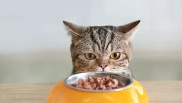 5 perguntas e respostas alimentos para gatos