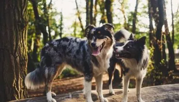 8 diferenças entre as raças border collie e pastor australiano 