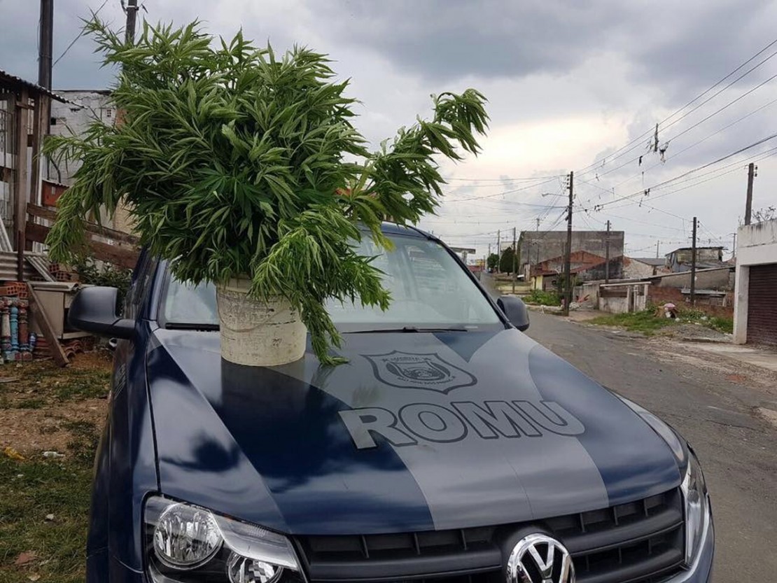 Maconha em São José dos Pinhais