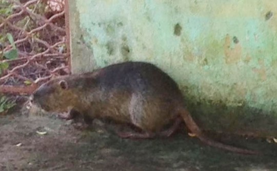 Rato gigante aparece em praia #animaisnotiktok #biologia #ratos
