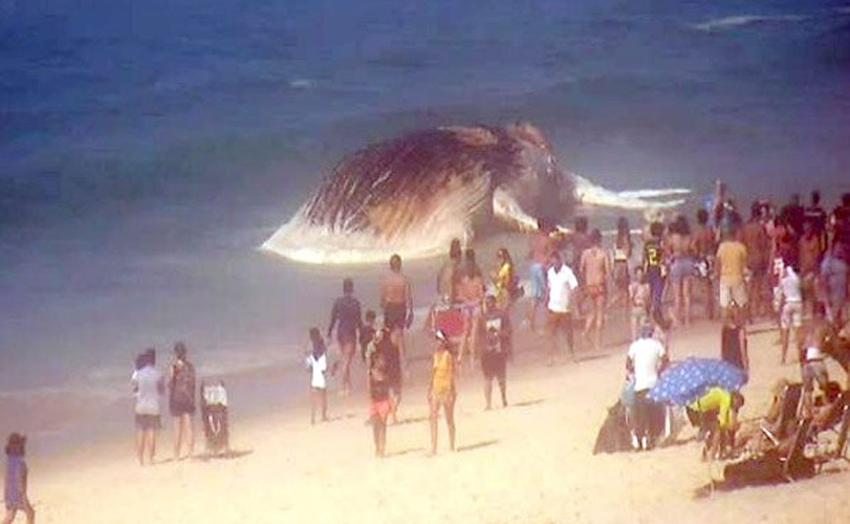 Baleia encalhou na praia de Ipanema, no Rio de Janeiro. Foto: Prefeitura do Rio de Janeiro.