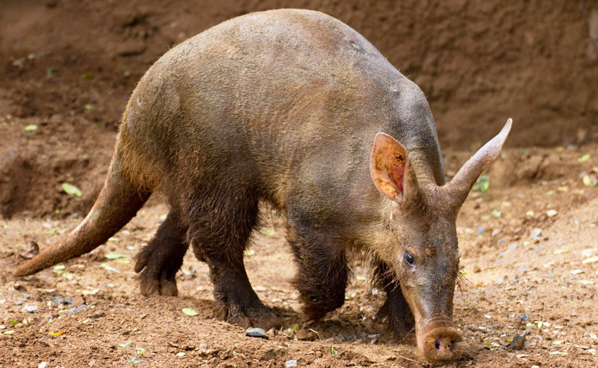 O aardvark, um mamífero africano, não resistiu após ser atingido pelo incêndio. Foto: Reprodução.