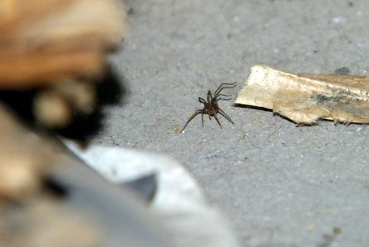 As aranhas se escondem em vários locais da casa. Foto: Átila Alberti / Tribuna do Paraná