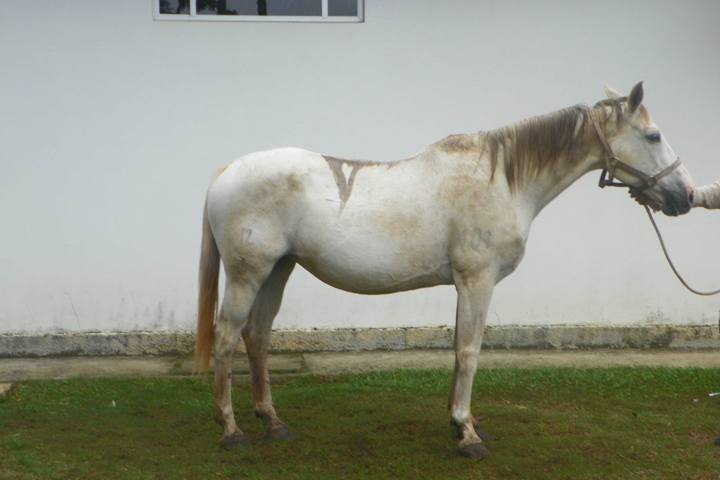 Cavalos que produzem soro contra aranha-marrom são roubados na Grande  Curitiba | Tribuna PR