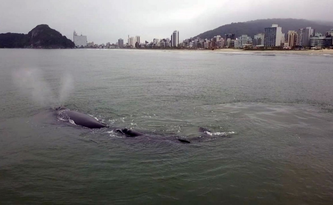 Baleia e filhote foram flagrados nadando por Caoibá, em Matinhos, Litoral do Paraná. Foto: colaboração/Almir Alves - Fanpage Matinhos Agora.