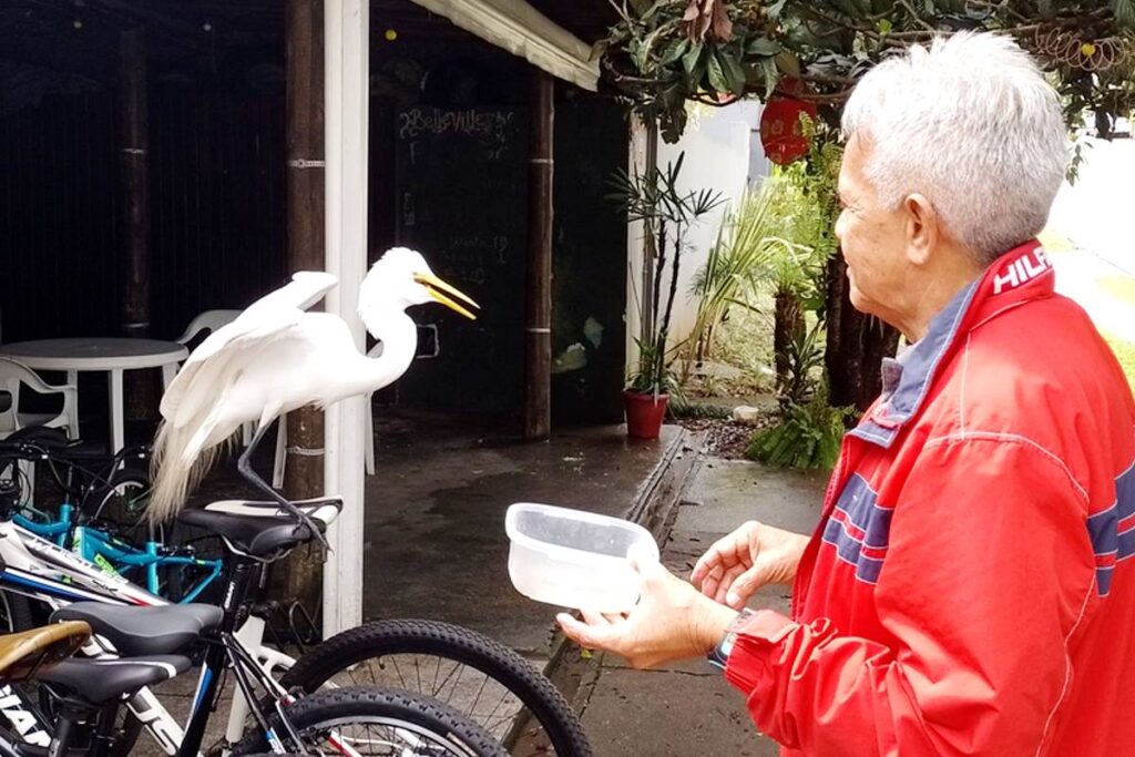 Garça de Curitiba amiga de empresário