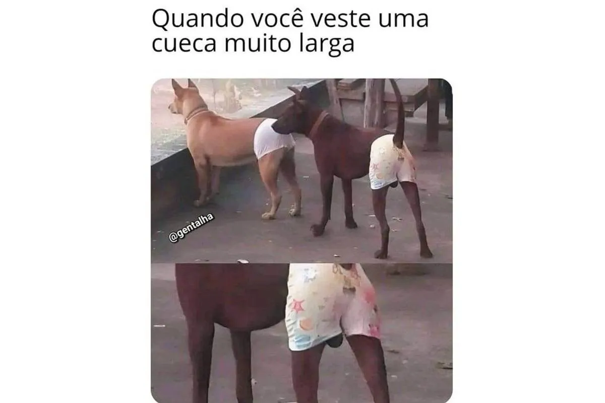 Imagem mostra um cachorro usando uma cueca com um dos testículos à mostra e a frase: Quando você veste uma cueca muito larga.