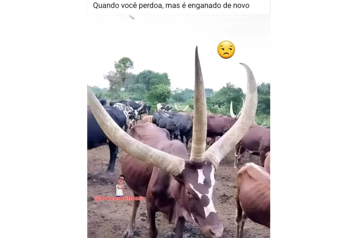 Imagem mostra um touro com três chifres e a frase: quando você perdoa uma traição!