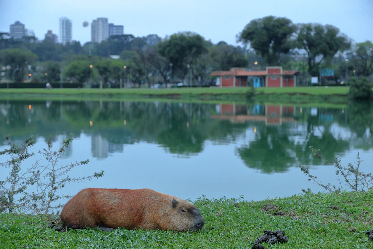 Capivaras vivem morgadas nos parques e já ganharam o coração do curitibano  