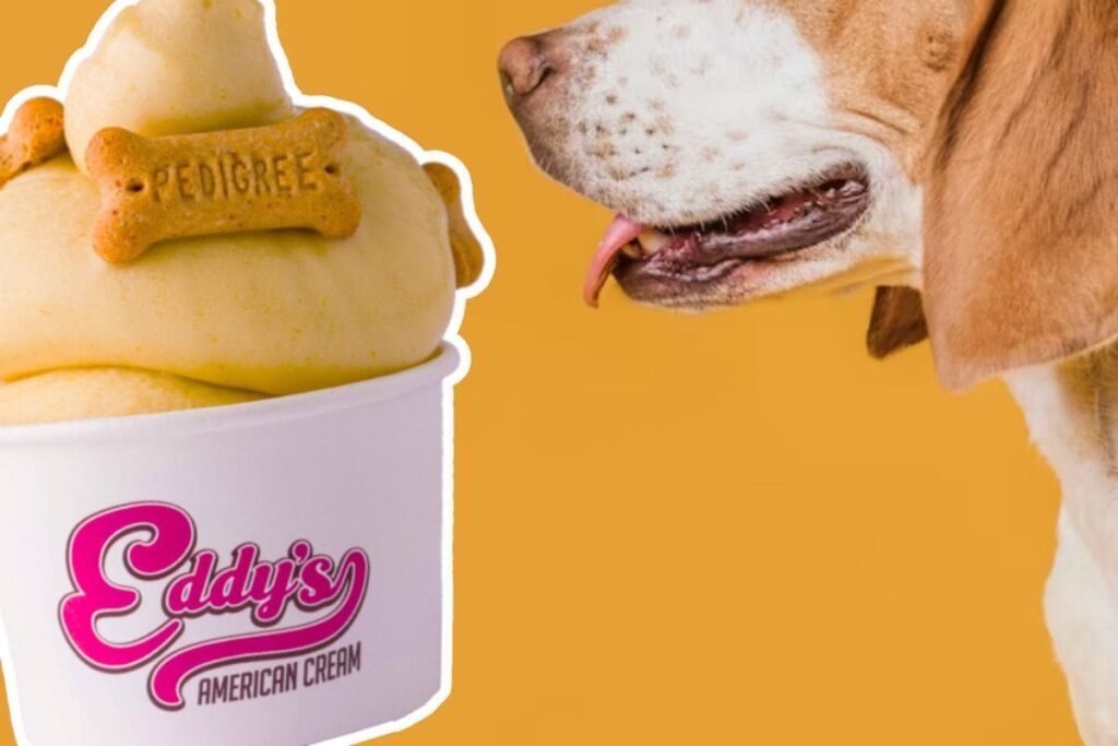 Sorveteria em Curitiba cria sorvete especial para cachorros